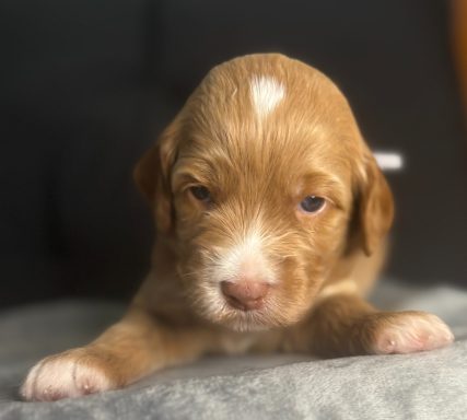 Gray Female AKA Daigle