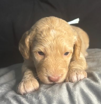 Baby Blue Female AKA Langley