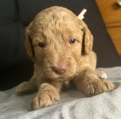 White Female AKA Harper