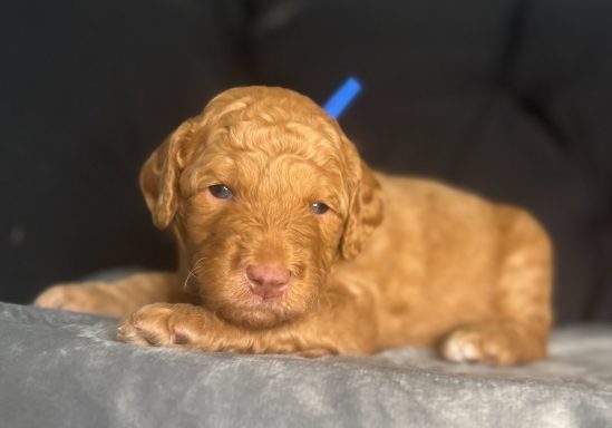 Royal Blue Male AKA Wallen