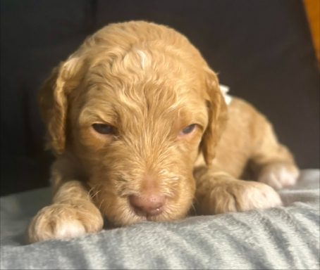 White Female AKA Reba