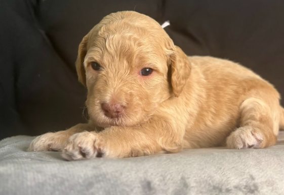 Lavender Female AKA Moroney